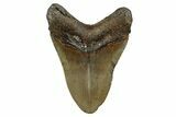 Serrated, Fossil Megalodon Tooth - North Carolina #345678-1